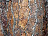 Galapagos 2-2-07 Santa Fe Prickly Pear Cactus Trunk Close Up The prickly pear cactus has a long straight trunk with thick, reddish-brown bark, forming a beautiful pattern.